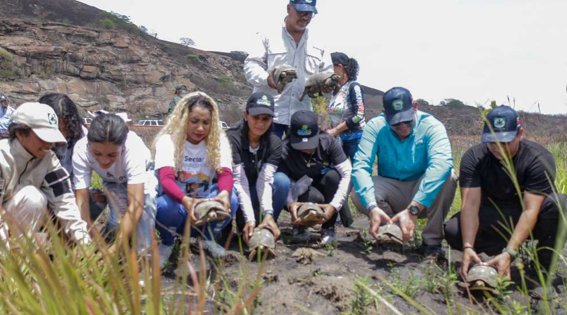 Liberados 50 morrocoyes sabaneros en Bolívar