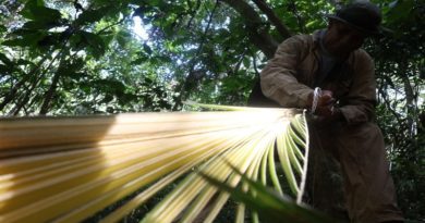 Palmeros de Chacao inician poda de la Palma Real en el Waraira Repano