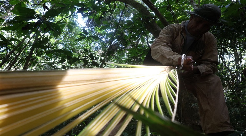 Palmeros de Chacao inician poda de la Palma Real en el Waraira Repano