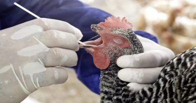 Detectan caso de gripe aviar altamente contagiosa en Estados Unidos