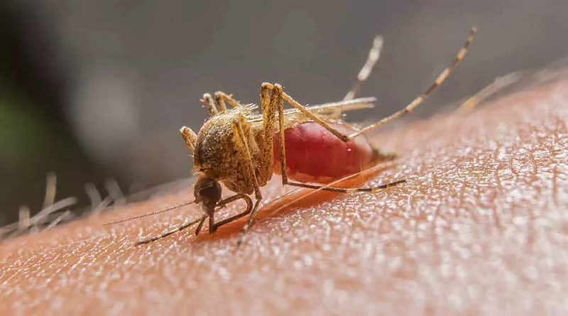 OMS apoya la lucha contra brote de malaria en Haití
