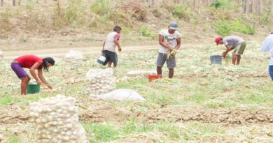 Guárico se posiciona como primer productor de cebollas en el país