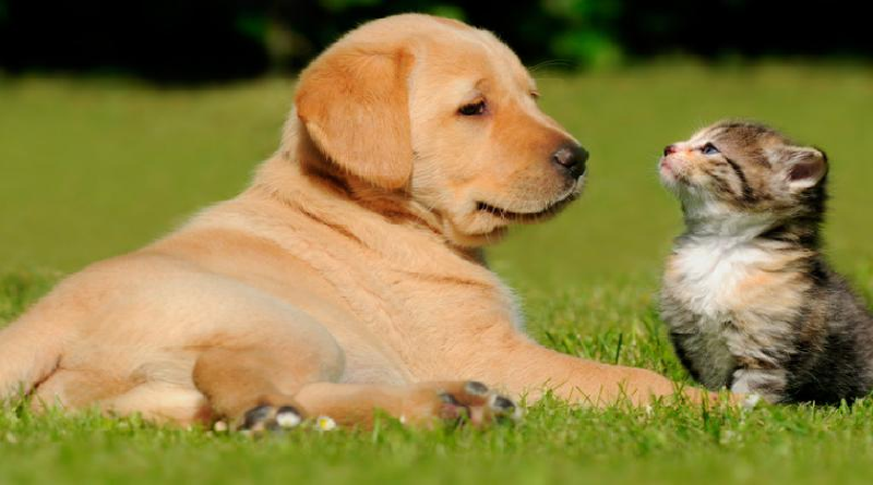 Mitos y realidades: Los animales de compañía pueden experimentar depresión