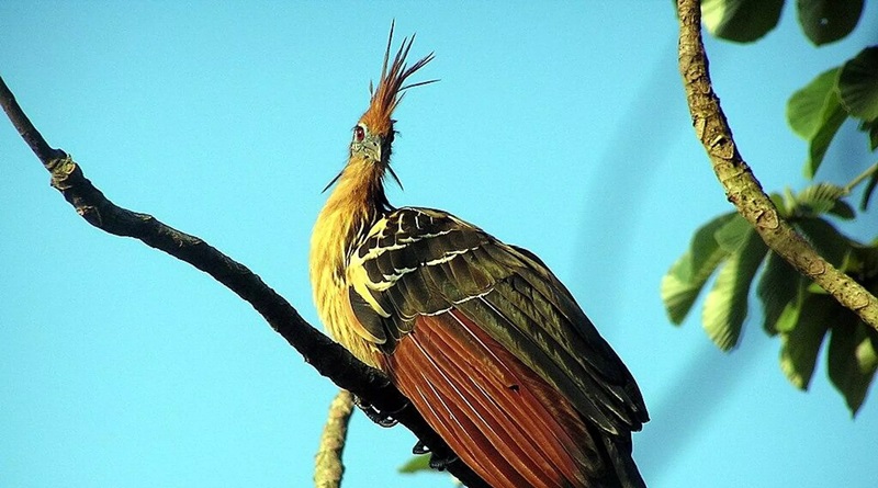 Estudio genético revela un nuevo árbol genealógico en las especies de aves