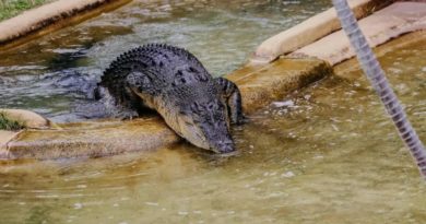 Los cocodrilos imitan a las ballenas antes de aparearse
