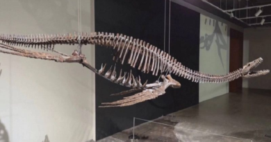 Descubren fósil de elasmosaurio de 70 millones de años en Chile