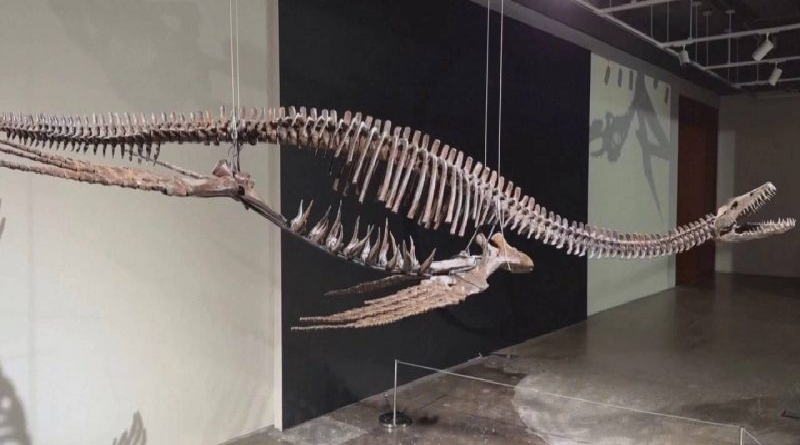 Descubren fósil de elasmosaurio de 70 millones de años en Chile