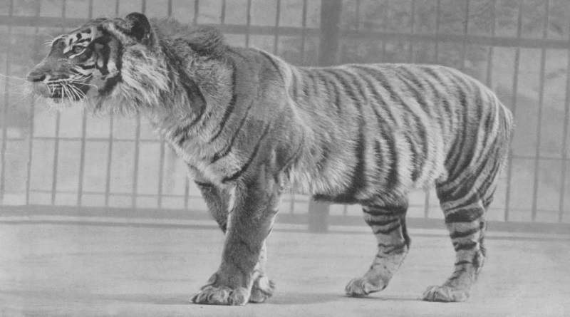 Hallan indicios de que el tigre de Java considerado extinto podría seguir en la isla