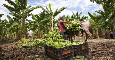 Unidad Productora Divino Niño produce 20 mil kilos de plátanos mensuales