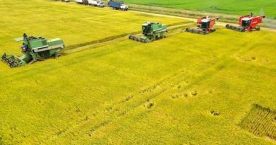Guárico alcanza récords de cosecha y avanza en la construcción de la nueva economía
