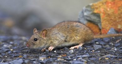 España confirma primeras personas infectadas con hepatitis E de las ratas