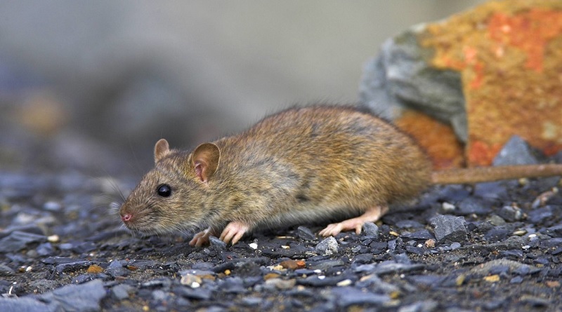 España confirma primeras personas infectadas con hepatitis E de las ratas