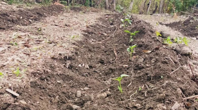 Fomentan actividad agrícola en Centro Penitenciario de Occidente en Táchira