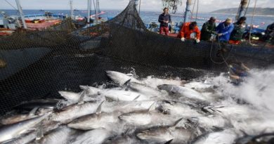 Venezuela celebra el Día Mundial del Atún con compromiso hacia la pesca sostenible