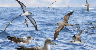 Colombia espera liderar evento mundial de avistamiento de aves
