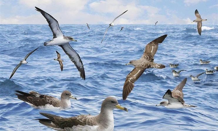 Colombia espera liderar evento mundial de avistamiento de aves