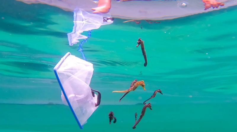 Liberados dos mil 600 caballitos de mar en el Parque Nacional Mochima