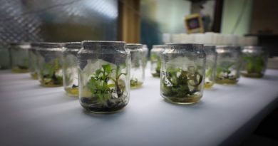 Mincyt ofrece curso para fortalecer capacidades en el manejo de enfermedades musáceas
