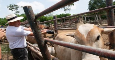Inicia en Miranda Vacunación contra la Fiebre Aftosa
