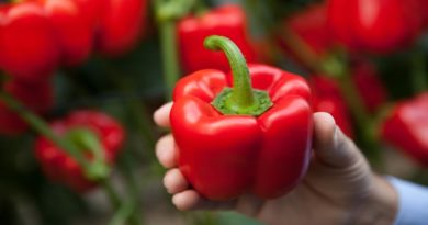 Infocentro Táchira impulsa agricultura sostenible y soberanía alimentaria