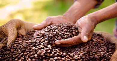 Aprueban en primera discusión Ley Nacional del Café