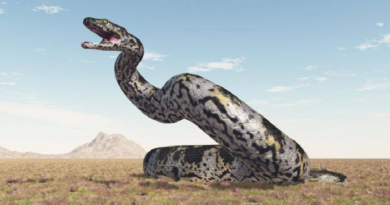 Descubren los restos de “colosal” serpiente prehistórica de la India