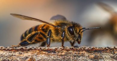 Venezuela impulsa proyectos para preservación de las abejas