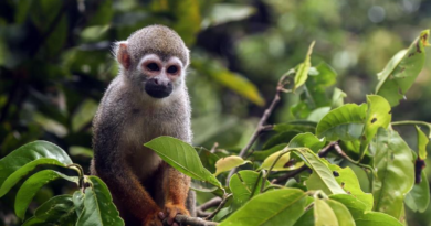 Brasil registra disminución en la deforestación en 2023