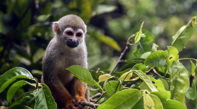 Brasil registra disminución en la deforestación en 2023