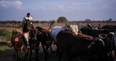 Lanzan proyecto para el desarrollo de Bloques Multinutricionales para Bovinos