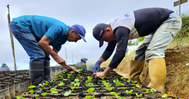 Café mirandino avanza a certificación de Indicación Geográfica Protegida