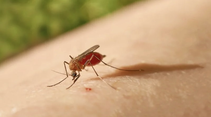 Latinoamérica alerta por un virus que se contagia por la picadura de mosquitos
