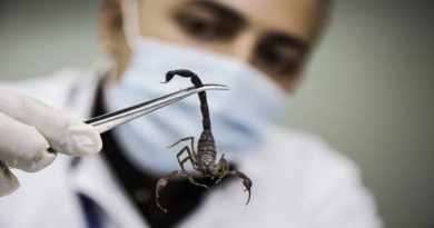 Veneno de escorpión tiene más de 205 componentes bioactivos en Venezuela