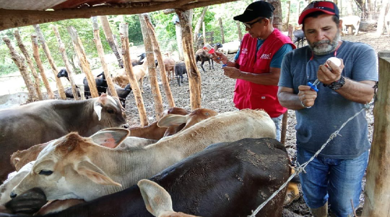 Inmunizan contra fiebre aftosa a vacas y toros del estado Miranda