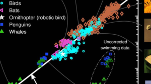 Investigadores revelan una ecuación universal que describe el batir de alas