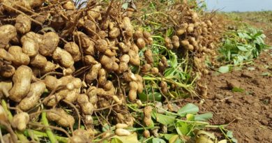 Planta procesadora de Maní El Tigre