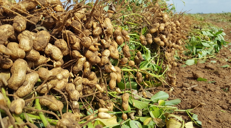 Planta procesadora de Maní El Tigre