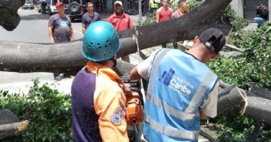 Depliegan plan de poda y prevención por lluvias en Caracas