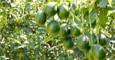 Aguacateros de Yaracuy profundizan organización del sector
