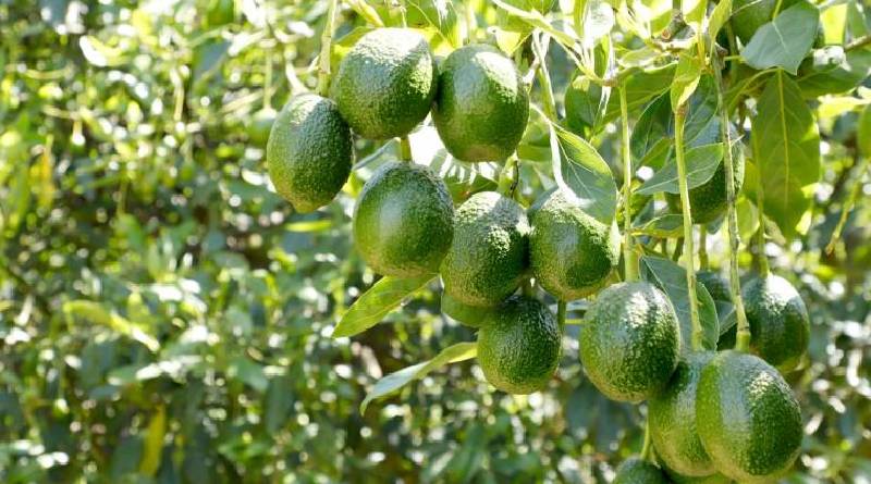 Aguacateros de Yaracuy profundizan organización del sector