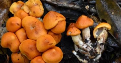 Chinos descubren nueva especie de hongo en Yongping