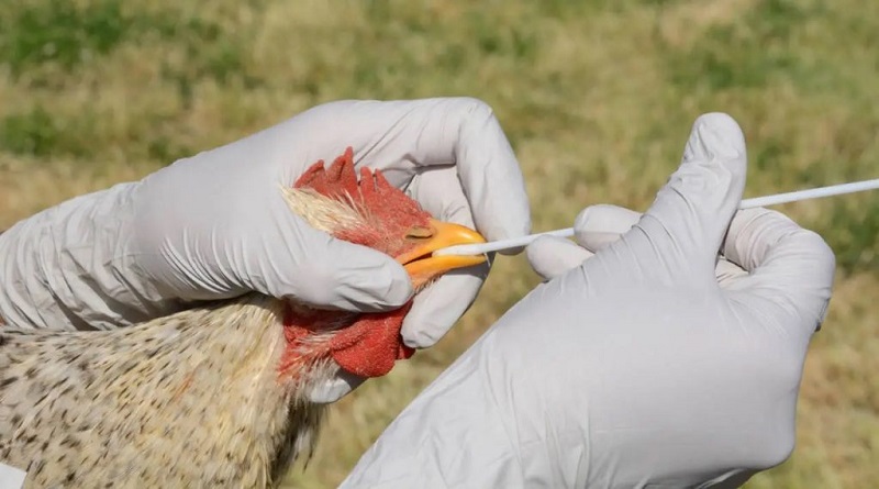 Científicos no descartan que una pandemia por gripe aviar pueda propagarse