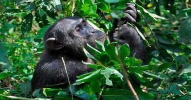 Científicos estudian a los chimpancés para emplear medicinas naturales