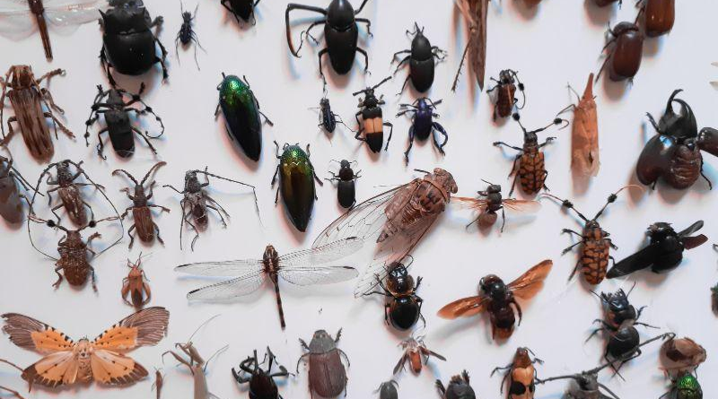 Estudiantes de Falcón se adentran en el mundo de la entomología