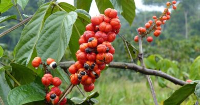 Conozca los múltiples beneficios que brinda la Guaraná a la salud
