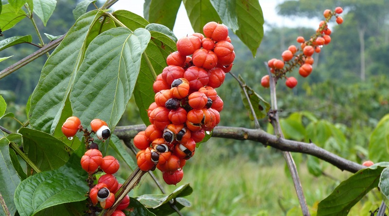 Conozca los múltiples beneficios que brinda la Guaraná a la salud