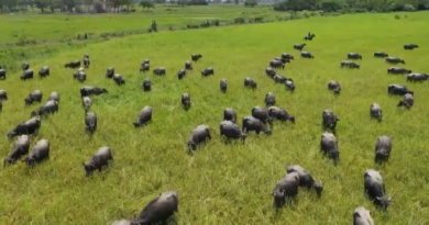 Apure posee más de 390 mil cabezas de ganado bufalino