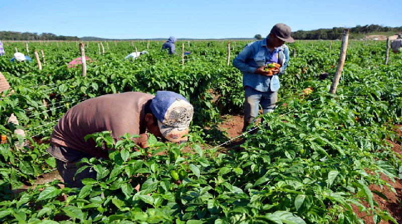 Crean Fondo Especial Económico de Financiamiento para la Agricultura Comunal