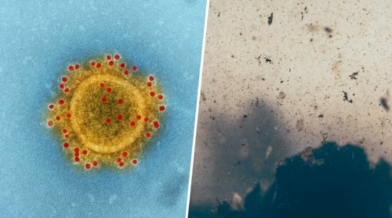 Investigadores revelan fecha de nacimiento de LUCA último ancestro común universal