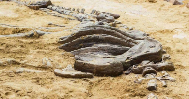 Descubren fósiles de dinosaurios de 233 millones de años en Brasil